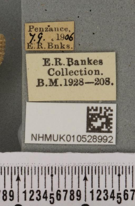 Spodoptera exigua ab. variegata Dannehl, 1929 - NHMUK_010528992_label_582928