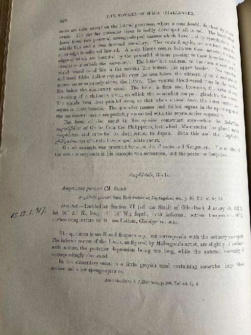 Praxilla abyssorum McIntosh, 1885 - Challenger Polychaete Scans of Book 265
