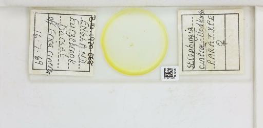 Strophingia cinerea Hodkinson, 1971 - 013471581_117219_1146780_835815_Type