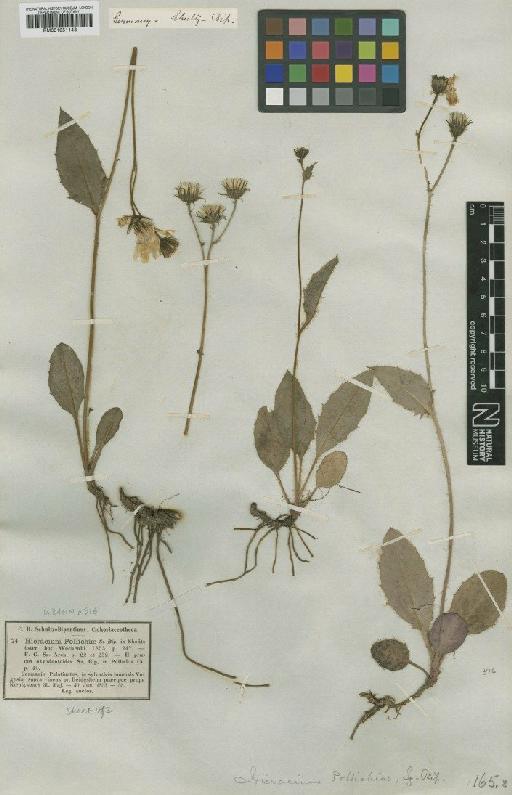 Hieracium maculatum subsp. pollichiae (Sch.Bip.) Zahn - BM001051143