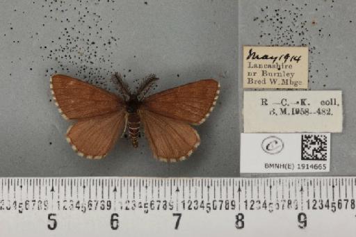 Ematurga atomaria ab. unicoloraria Staudinger, 1871 - BMNHE_1914665_487272