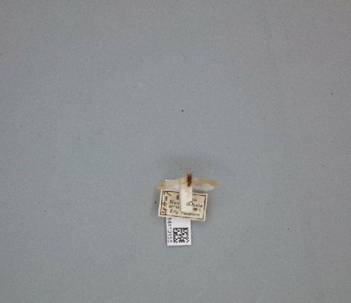 Nectopsyche - 014413155_261473_695608