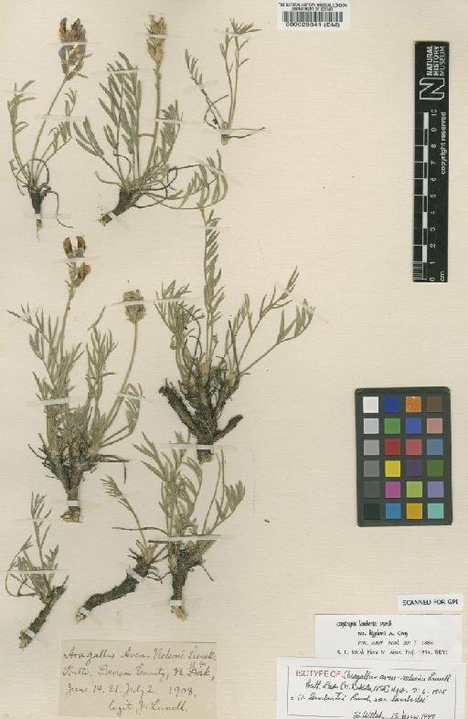 Oxytropis lambertii Pursh - BM000028341