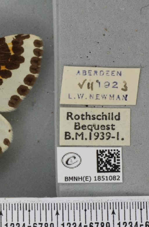 Abraxas grossulariata (Linnaeus, 1758) - BMNHE_1851082_label_414464
