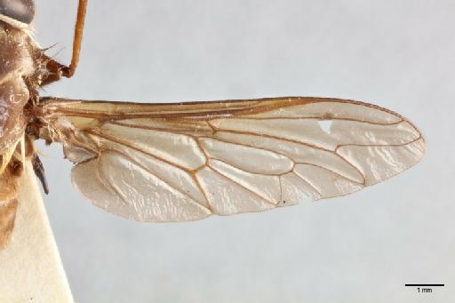 Scione immaculata (Kroeber) - 014428049_dorsal_forewing