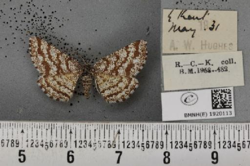 Ematurga atomaria (Linnaeus, 1758) - BMNHE_1920113_485889