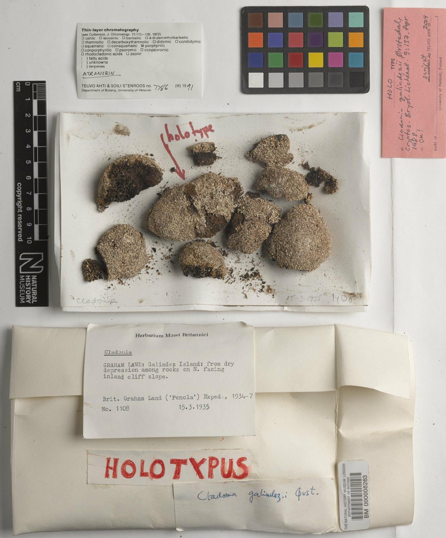 To NHMUK collection (Cladonia galindezii Øvstedal; Holotype; NHMUK:ecatalogue:4908784)