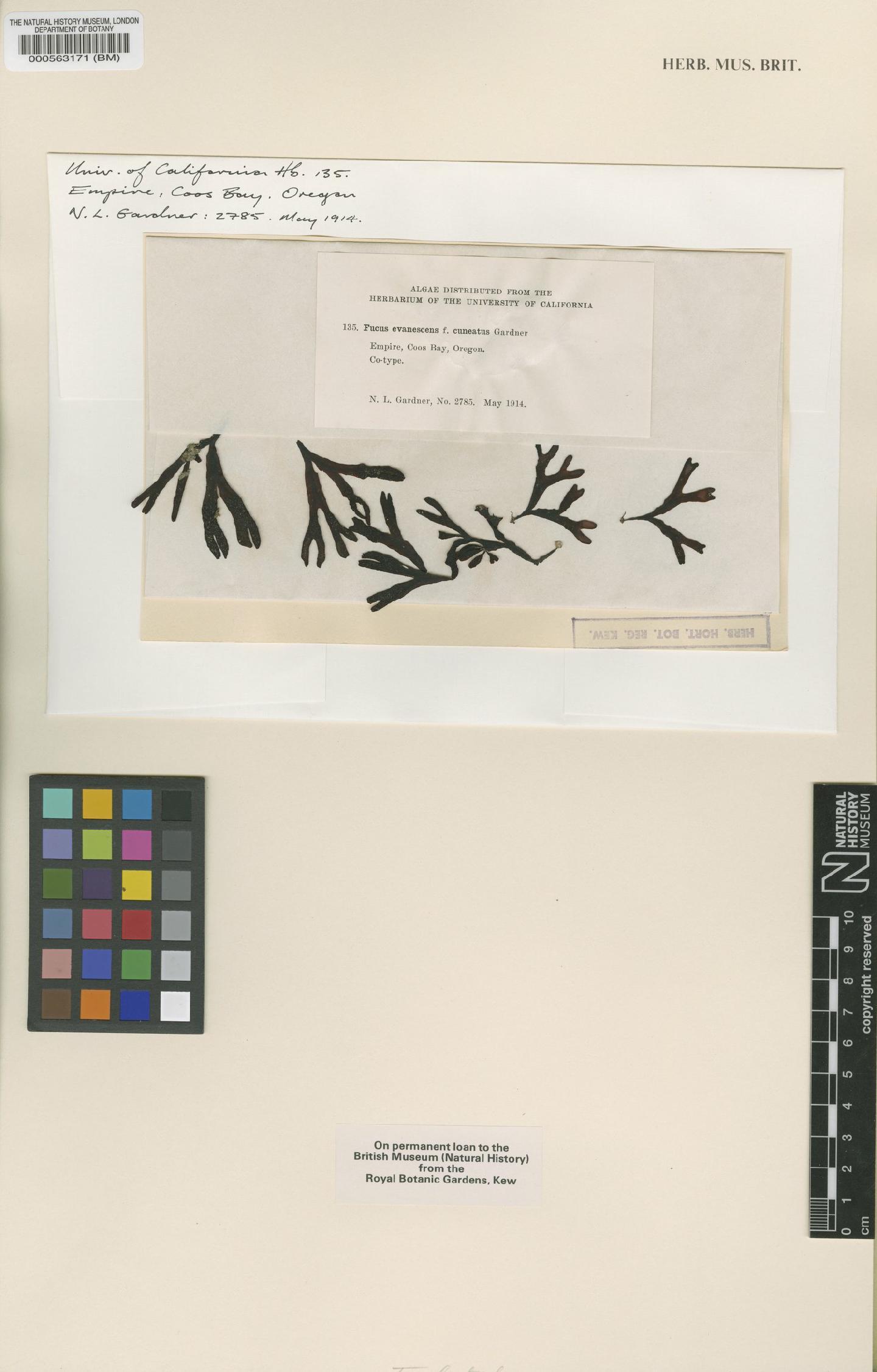 To NHMUK collection (Fucus evanescens C.Agardh; Isotype; NHMUK:ecatalogue:4722747)