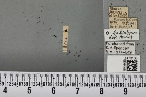 Ophiomyia labiatarum Hering, 1937 - BMNHE_1473136_47466