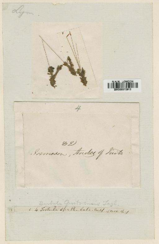 Tortula quitoensis Taylor - BM000872813