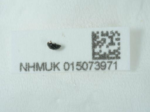 Stethorus pusillus (Herbst, 1797) - 015073971_3