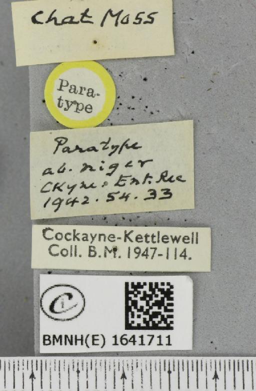 Notodonta dromedarius ab. niger Cockayne, 1942 - BMNHE_1641711_a_label_244201