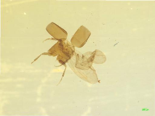 Scaphidiinae Latreille, 1806 - 010188826___1