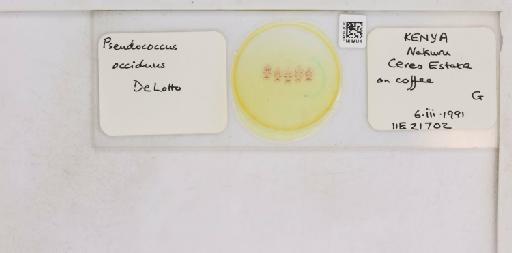 Pseudococcus occiduus De Lotto, 1961 - 010715240__