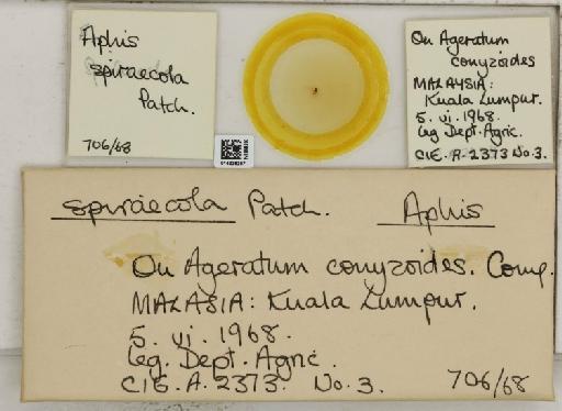 Aphis (Medoralis) spiraecola Patch, 1914 - 014226207_112527_1093088_828698_NoStatus