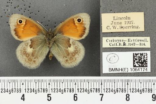 Coenonympha pamphilus ab. antirufa Leeds, 1950 - BMNHE_1064174_25209