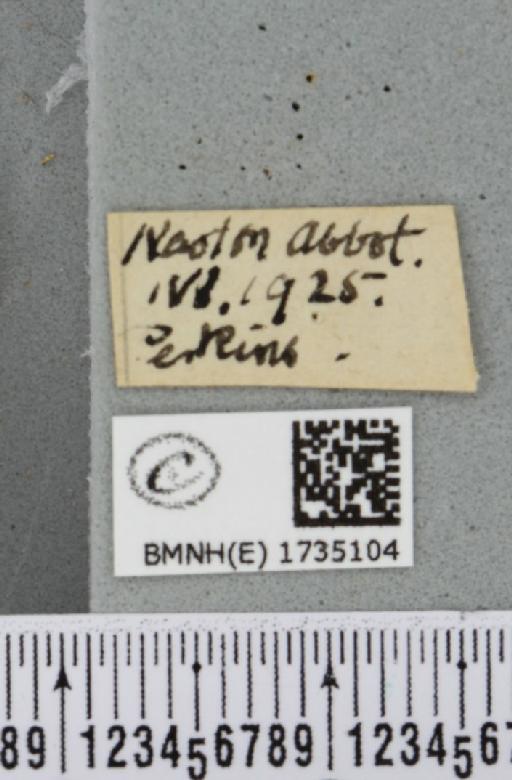 Epirrhoe alternata alternata (Müller, 1764) - BMNHE_1735104_label_324804