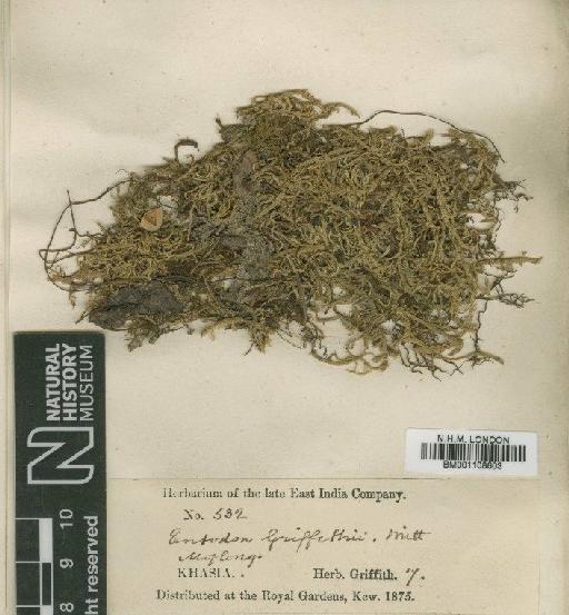 Entodon griffithii (Mitt.) A.Jaeger - BM001108603