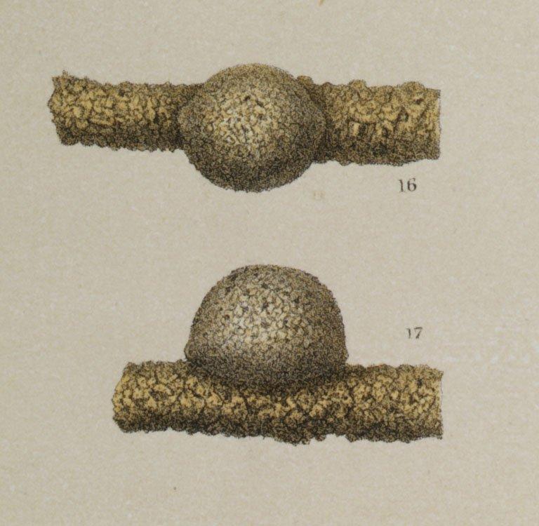 To NHMUK collection (Placopsilina bulla Brady, 1881; Syntype; NHMUK:ecatalogue:3092920)