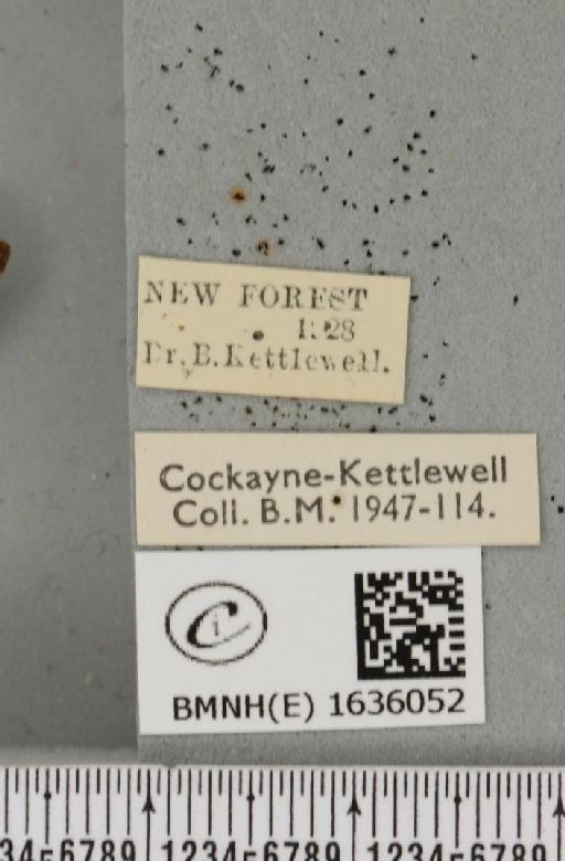 Hemaris fuciformis (Linnaeus, 1758) - BMNHE_1636052_label_205724