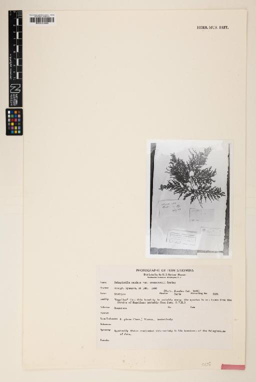 Selaginella plana (Desv.) Hieron. - 001019998