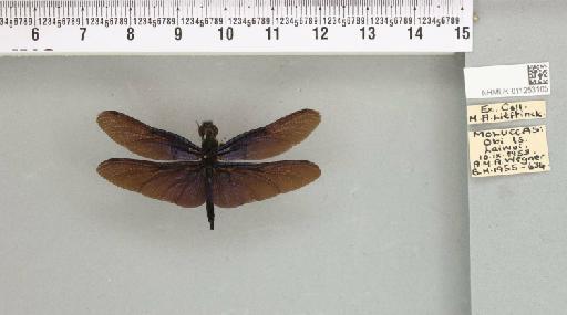 Rhyothemis pygmaea (Brauer, 1867) - 011253105_804002_1256856_2