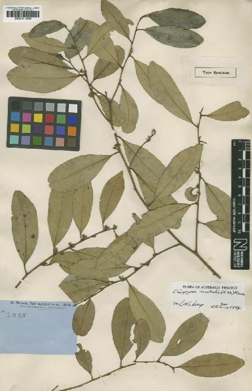 Diospyros australis (R.Br.) Hiern - BM001015999