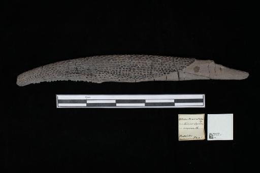 Asteracanthus ornatissimus Agassiz, 1837 - 010021317_L010040508