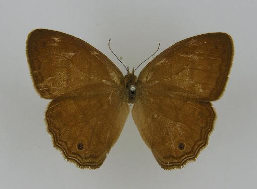 Euptychia ocnus Butler, 1867 - BMNH(E)_ 1266945_Magneuptychia_(Euptychia)_ocnus_Butler_HT_female_ (2)