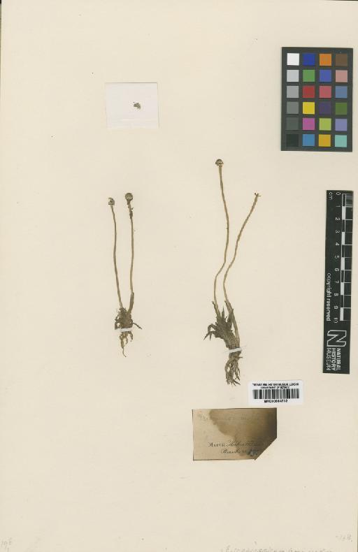 Eriocaulon crassiscapum Bong. - BM000884732