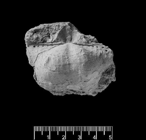 Productus calva J. de C. Sowerby - Productus calva PI B 60984 (a)