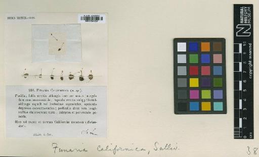 Entosthodon californicus (Sull. & Lesq.) H.A.Crum & L.E.Anderson - BM000983337