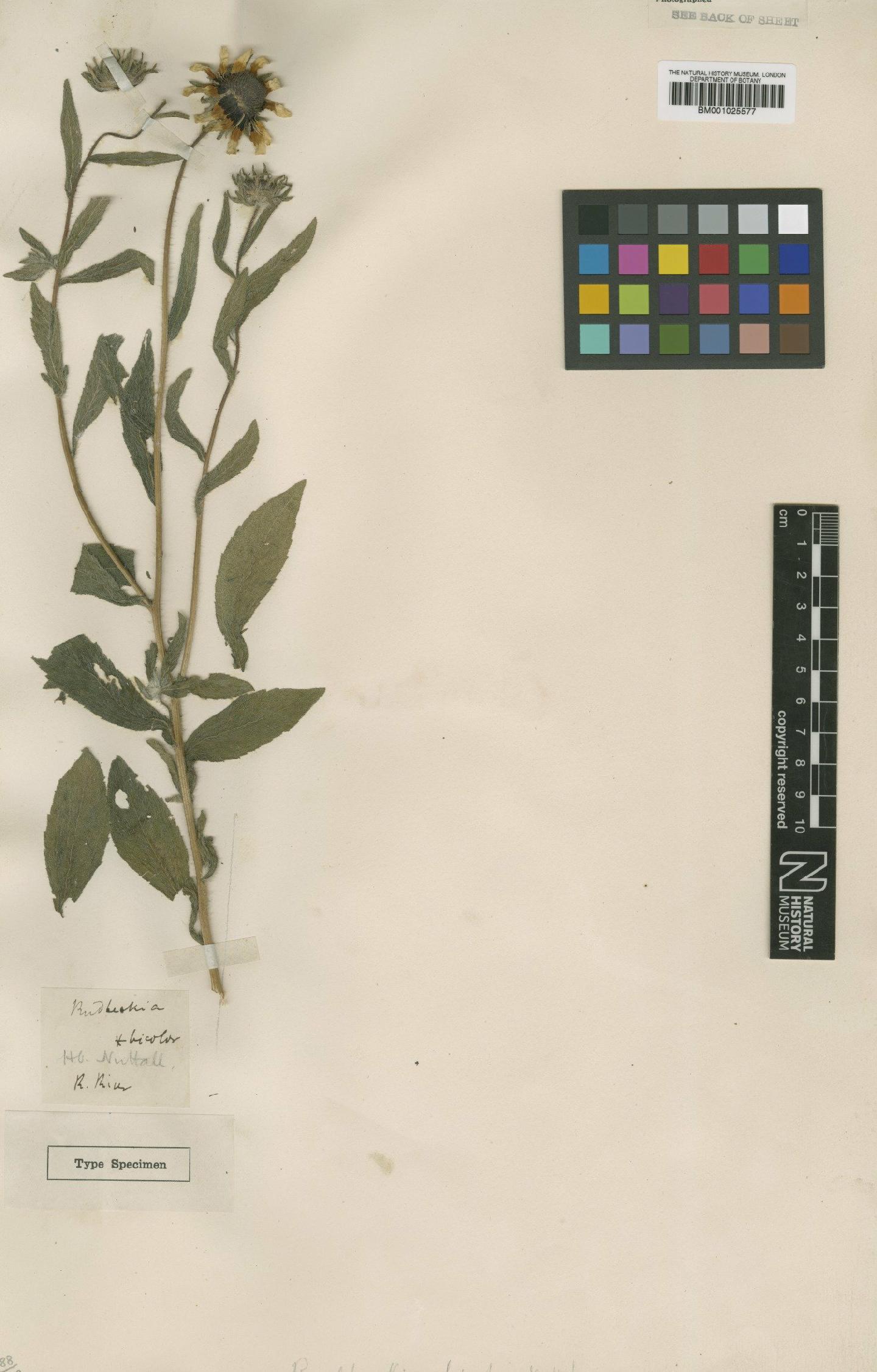 To NHMUK collection (Rudbeckia bicolor Nutt.; Type; NHMUK:ecatalogue:1156219)