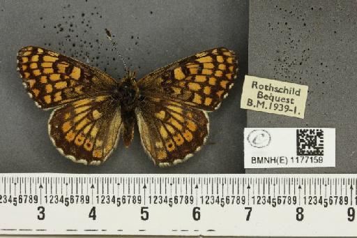 Melitaea cinxia ab. matisconensis Andre, 1899 - BMNHE_1177159_49227