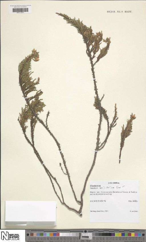 Hypericum laricifolium Juss. - BM001206648