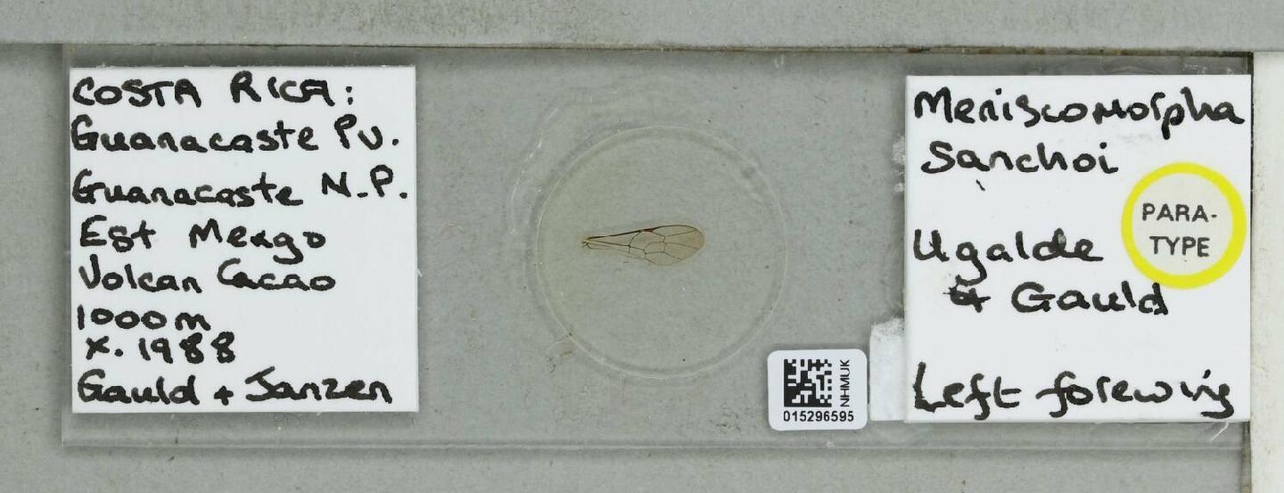 Meniscomorpha sanchoi