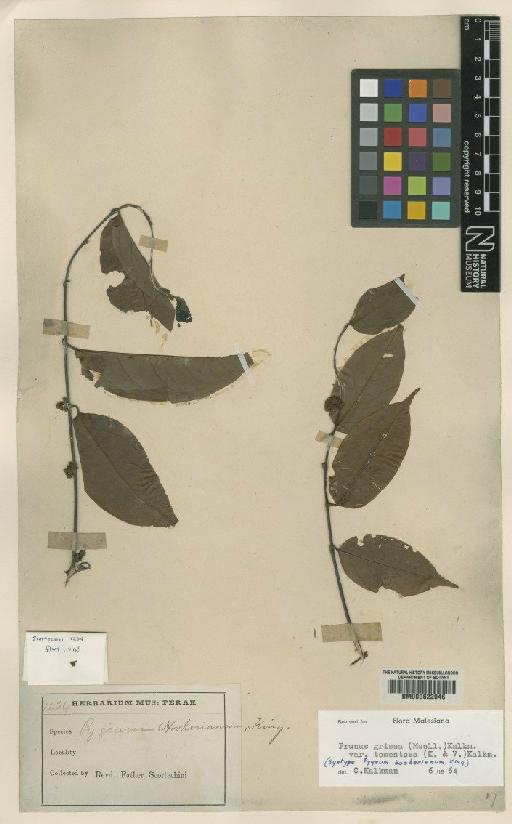 Prunus grisea var. tormentosa (Koord. & Valeton) Kalkman - BM000622046