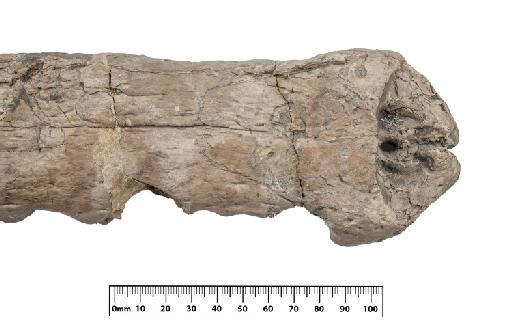 Neosteneosaurus edwardsi - PV R 2865 skull 003