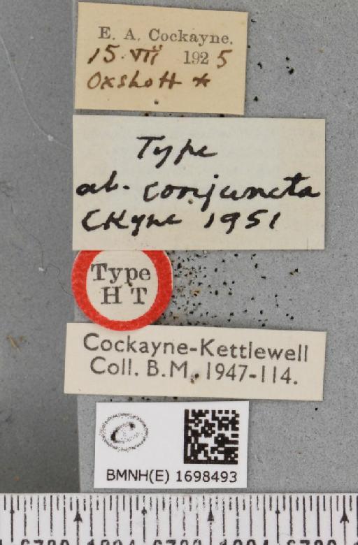 Nycteola revayana ab. conjuncta Cockayne, 1951 - BMNHE_1698493_label_295384