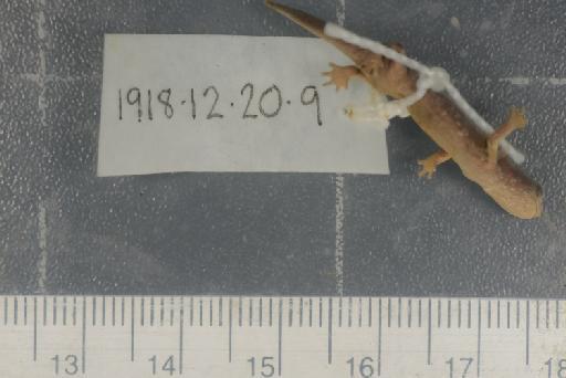 Hydromantes italicus strinatii - Image of specimen 1918.12.20.9