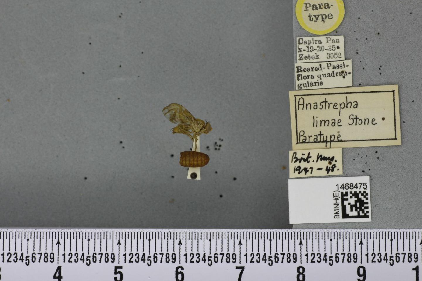 Anastrepha limae