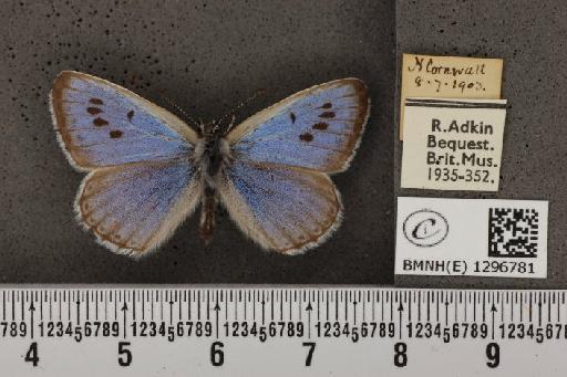 Maculinea arion eutyphron (Fruhstorfer, 1915) - BMNHE_1296781_134108