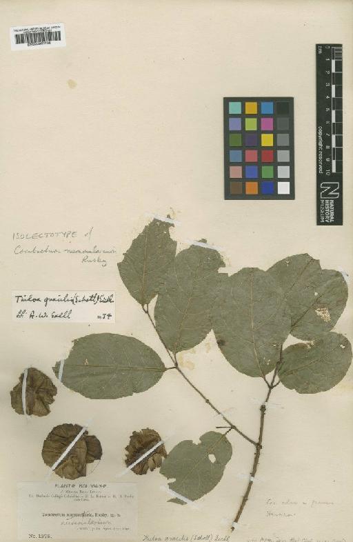Thiloa gracilis Eichler - BM000953730
