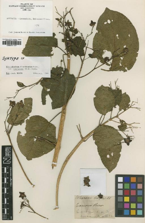 Clerodendrum floribundum var. coriaceum (R.Br.) Moldenke - BM001041242