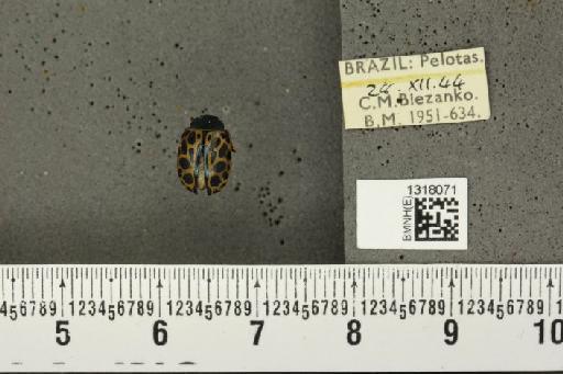 Calligrapha (Calligrapha) polyspila (Germar, 1821) - BMNHE_1318071_17411