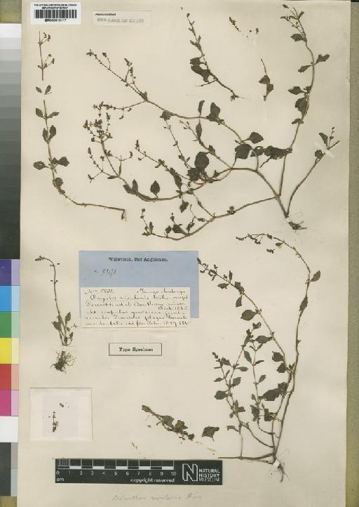 Aeollanthus rivularis Hiern - BM000910117