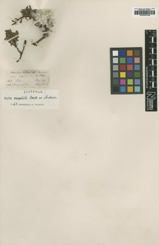 Salix oreophila Hook.f. ex Andersson - BM000958044