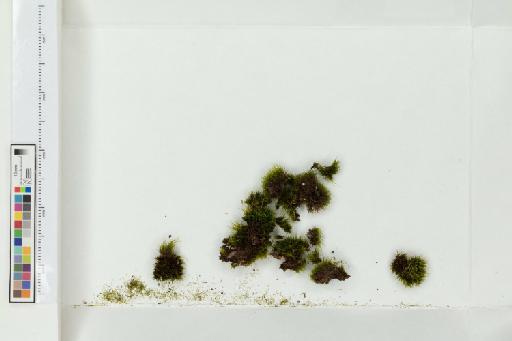 Dicranum tauricum Sapjegin - 013779850_a