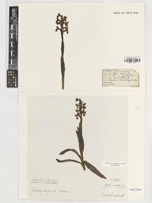 Anacamptis morio (L.) R.M.Bateman, Pridgeon & M.W.Chase - BM001138294