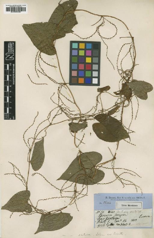 Dioscorea bulbifera L. - BM000990231